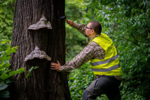 Przedstawienie wykorzystania młotka akustycznego