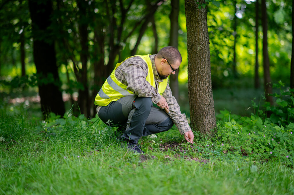 Badanie drzew przy użyciu sondy arborystycznej